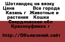 Шотландец на вязку › Цена ­ 1 000 - Все города, Казань г. Животные и растения » Кошки   . Свердловская обл.,Красноуфимск г.